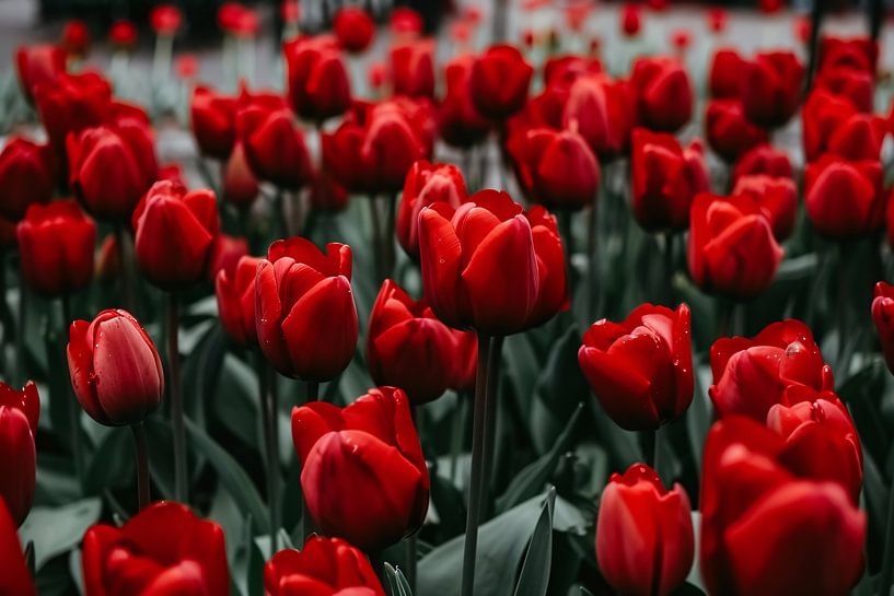 Tulipes rouge vif avec feuilles vertes par Imperial Art House
