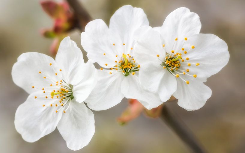 Spring flowers by Lorena Cirstea