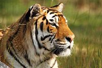 Tijger geniet van het zonnetje