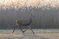 Red deer Oostvaardersplassen