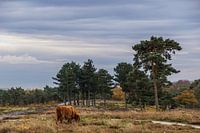 Grazende Schotse Hooglander