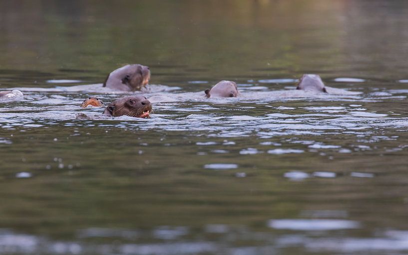 Eine Gruppe von Riesenottern am Morgen von Lennart Verheuvel