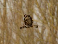 buzzard in flight