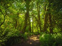 Forêt tropicale dans le parc national d'Olympic