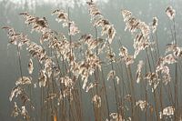 Winkendes Schilfrohr