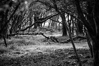 Cerf à travers les arbres
