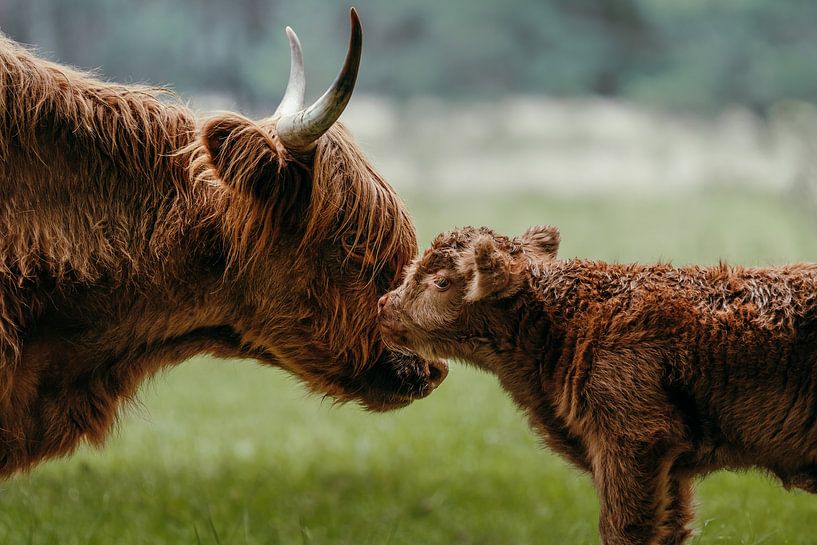 Zärtlicher Moment schottischer Hochlandrinder von Dave Adriaanse - Photography