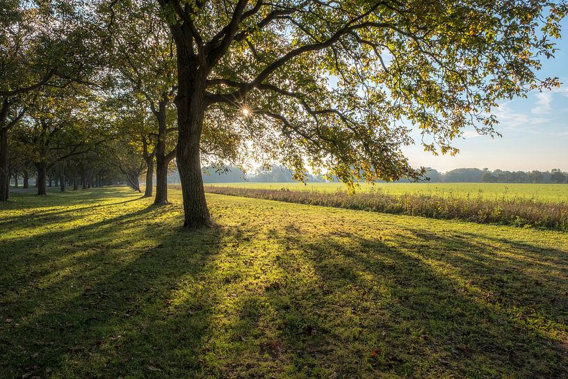 Prachtige notenbomen par Moetwil en van Dijk - Fotografie