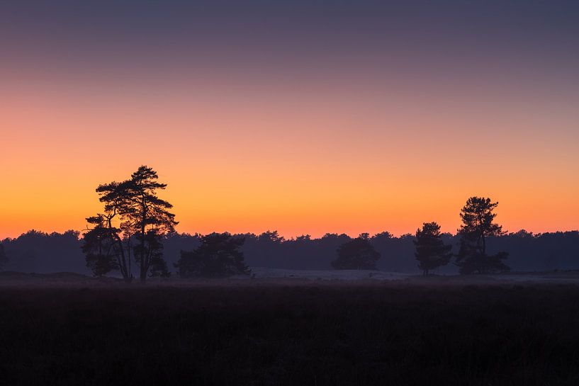 Orange Glow Drunense Duinen by Zwoele Plaatjes