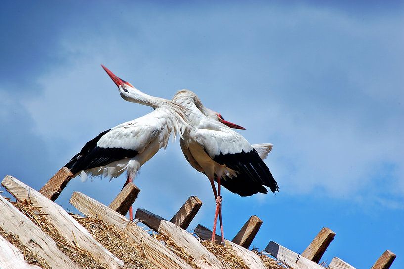 Storks in Sweden by CreaBrig Fotografie