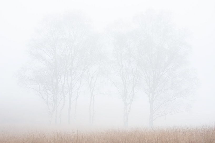 Un petit groupe de bouleaux dans le brouillard par Danny Slijfer Natuurfotografie