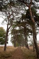 Strabrecht Heidekraut, Dame Lane