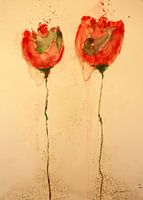 Red poppy flower with ropt bud