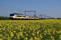 SGM Sprinter im Frühjahr