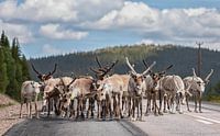 Reindeer in Sweden