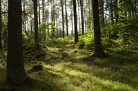 Lumière de repassage