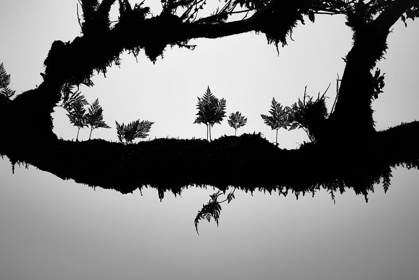 Fanal, Madère - feuilles sur une branche par Laura Wubben