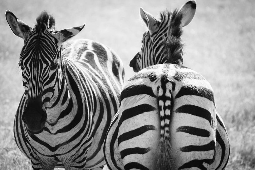 animals by Daphne Jonkers