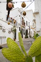 Cacti in the Italian street scene Alberobello Puglia Italy