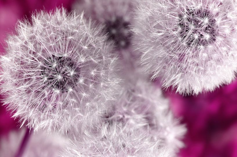 Pissenlits par Violetta Honkisz
