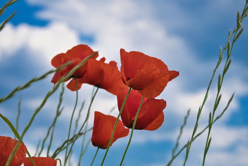 Mohnblume mit roten Blütenblätter von Martin Köbsch