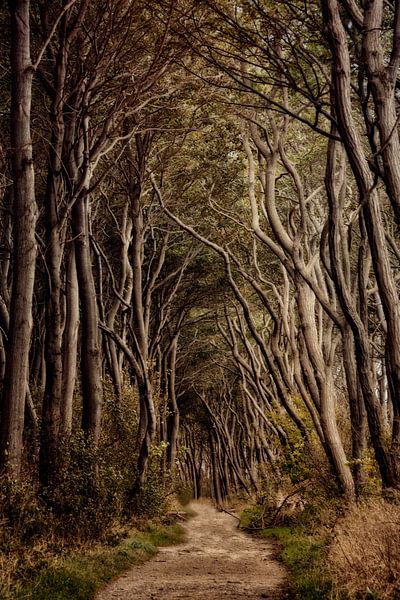 Fairytale Forest by Claudia Moeckel