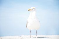 Möwe am Strand