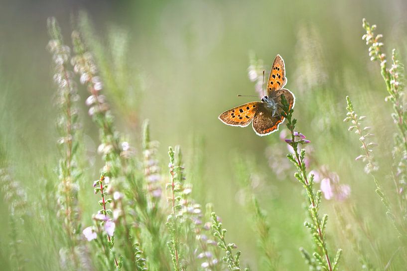 Lucky von Teuni's Dreams of Reality