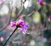 Bloem in zonnestralen