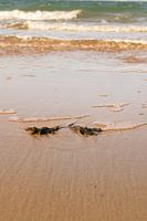 vom Meer angeschwemmter Seetang