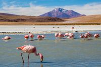 Laguna Hedionda et les flamants roses