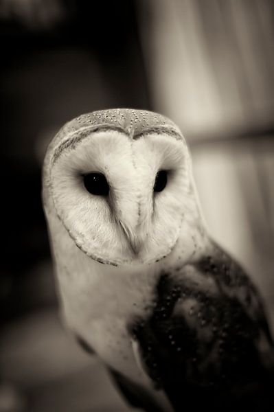 Wisdom von Jarno Stevens