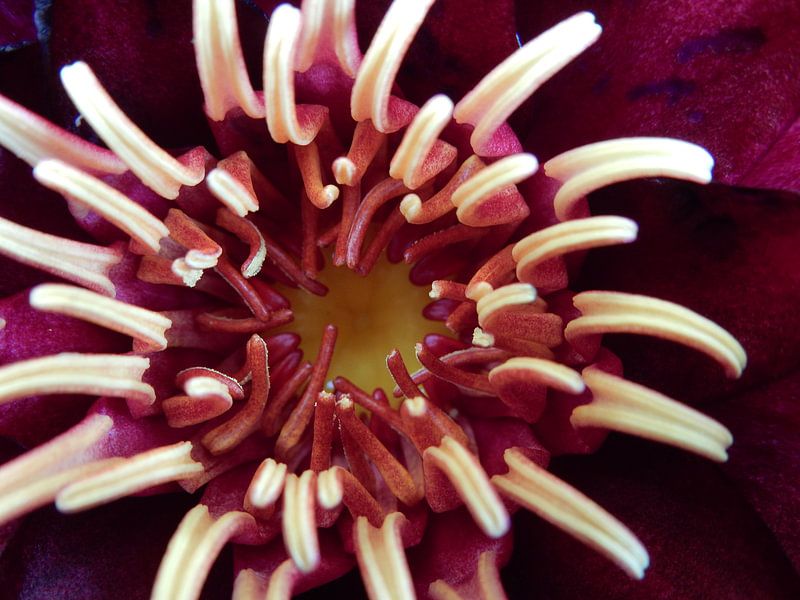 water lily by Joke te Grotenhuis