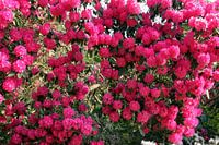 Rosa Rhododendron-Blüten