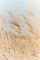 Federn in der weichen Sonne