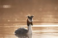 Een fuut in het avondlicht