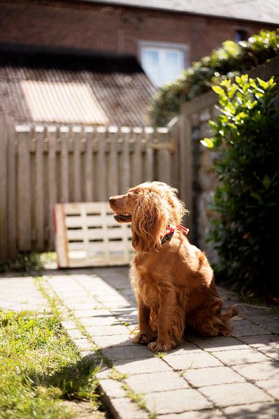 La lumière du soleil me rend heureux par Uschi Claes
