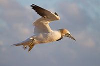 Gannet