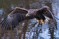 Aigle à tête blanche européen