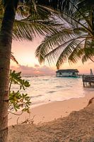 View of the sunrise through the palm trees