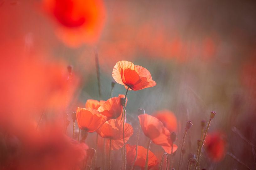 Attention rouge par Christl Deckx