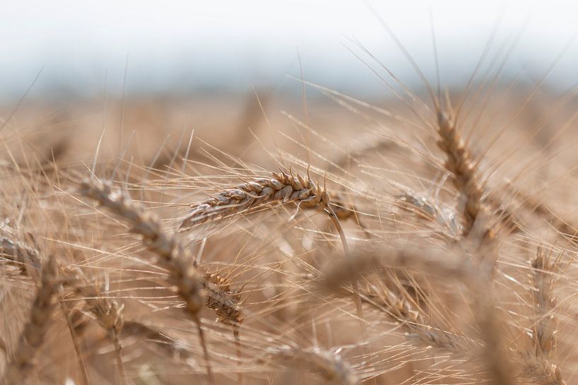 Golden yellow grain by Yvonne van Leeuwen