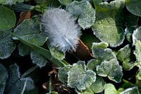 Sie haben eine Feder verloren.