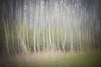 Pastel birch trees
