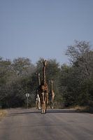 Giraffe im Kruger Park, Südafrika