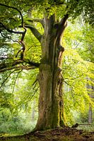 Un vieil arbre magnifique dans la forêt