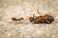 Ameise schleppt tote Königin