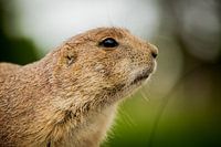 Portrait of a prairie dog