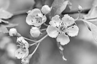 Spring blossom (Black and White)