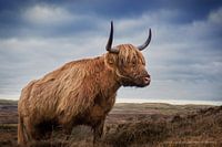 Schottischer Highlander in den Dünen von Texel